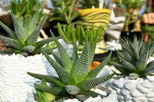 Суккуленты - это суккуленты, а не кактусы.