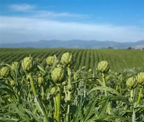 сезон артишоков