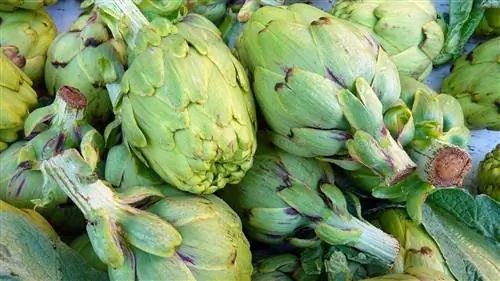 артишоки в хорошем состоянии