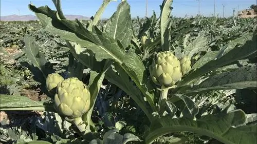 когда сезон артишоков