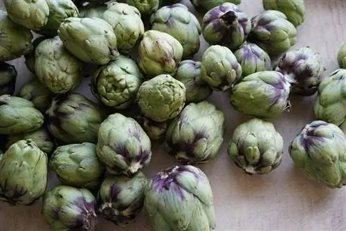 урожай артишоков