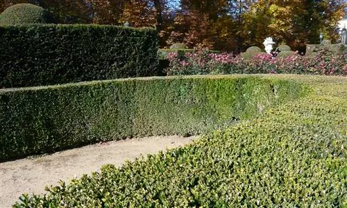 Живая изгородь может засохнуть по разным причинам