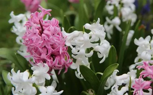 Гиацинты сажают осенью.