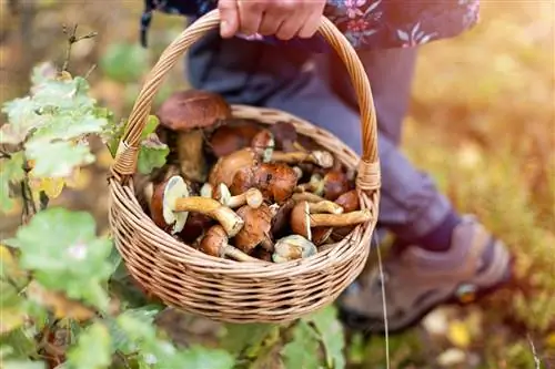 корзинка с грибами