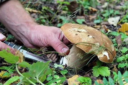 собирать грибы