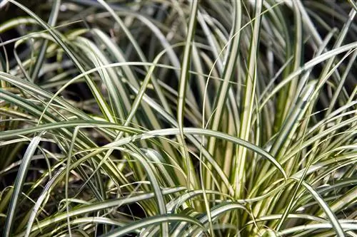 Вид на Carex oshimensis