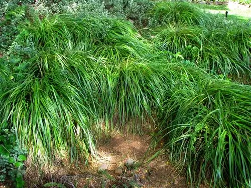 Осока - декоративное растение.