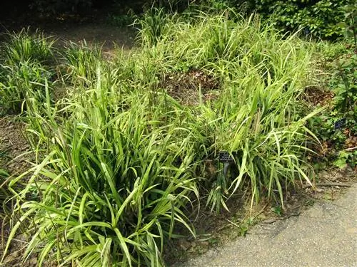 Вид на Carex pendula