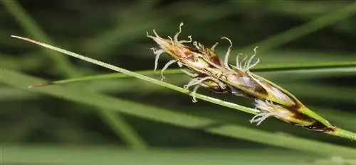 Просмотр валюты Carex