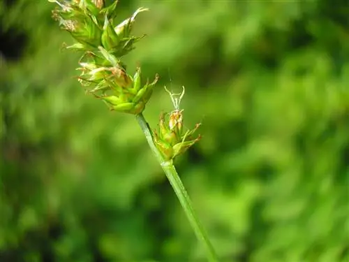 Вид на цветы Carex muricata