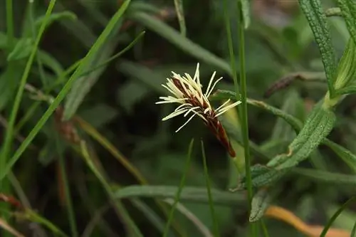 Вид на осоку халлериана