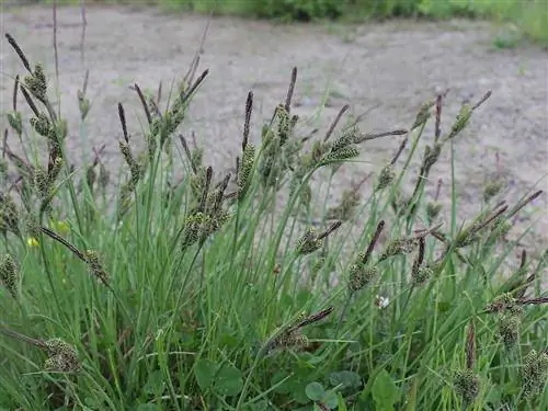 Вид на Carex nigra