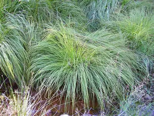 Вид на Carex divulsa