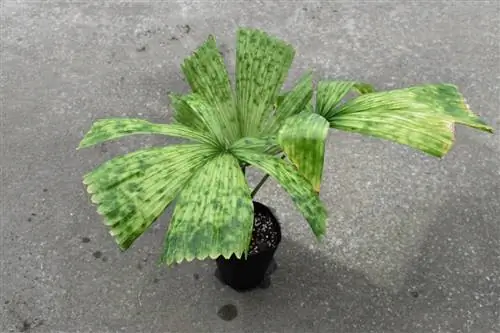 Ликуала дашьянтха очень деликатна.