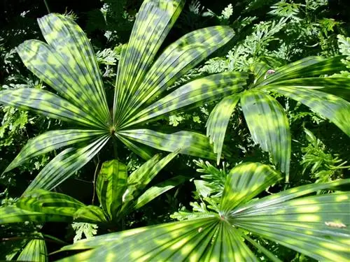 Licuala mattanensis - очень редкая пальма.