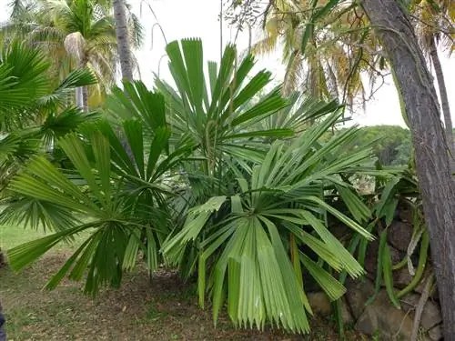 Licuala peltata - пальма с зелеными листьями