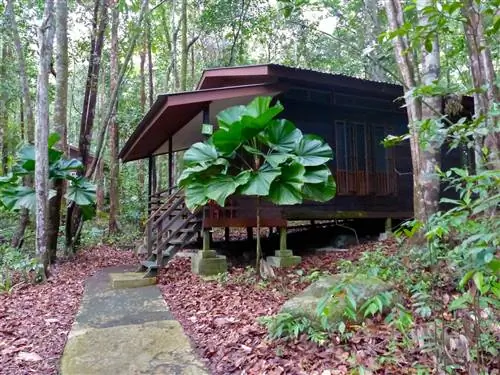 Ликуалу можно выращивать в тропических садах