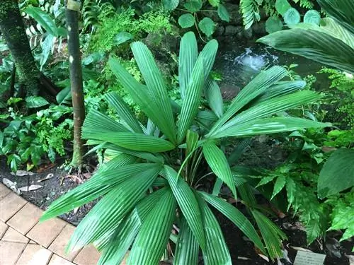 Ликуала беккариана - небольшая пальма.