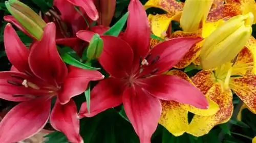 лилия в помещении или на открытом воздухе