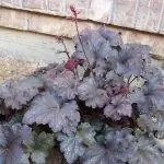 Heuchera micrantha - американское растение.
