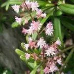 Heuchera micrantha - небольшое растение.