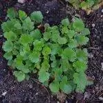Heuchera rubescens - многолетнее травянистое растение.