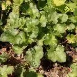 Heuchera sanguinea - декоративное растение.