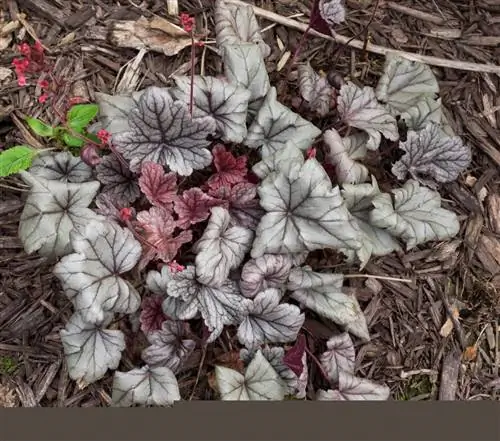 Гейхеры - это растения, от которых было получено множество гибридов.