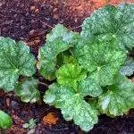 Гейхера американская - зеленое растение.