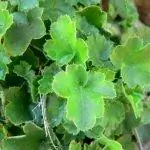 Листья Heuchera brevistaminea зеленые.