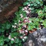 Цветки Heuchera brevistaminea белые.