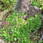 Heuchera elegans - корневищное растение.