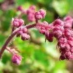 Цветы Heuchera elegans - травянистое растение.