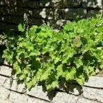 Heuchera maxima - самая крупная из представителей рода.