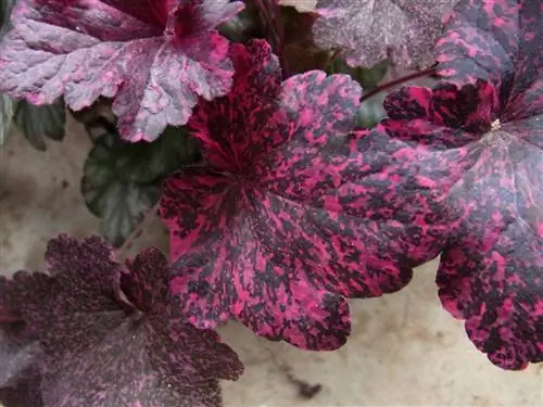 Гейхера: уход и виды