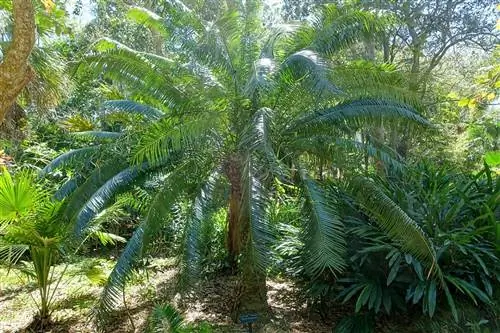 Цикас тыарский - крупное растение.