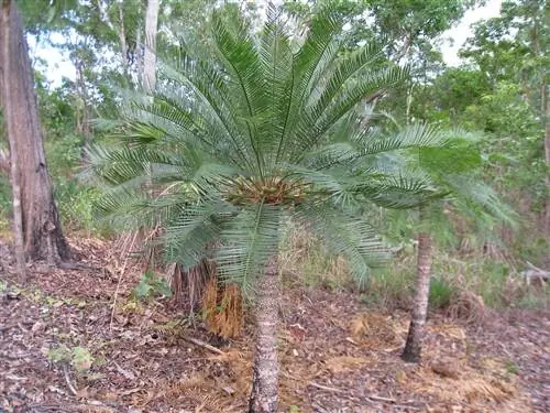 Cycas armstrongii - редкое культурное растение.