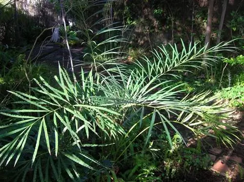 Существует много видов цикас