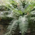 Листья Cycas media перистые.