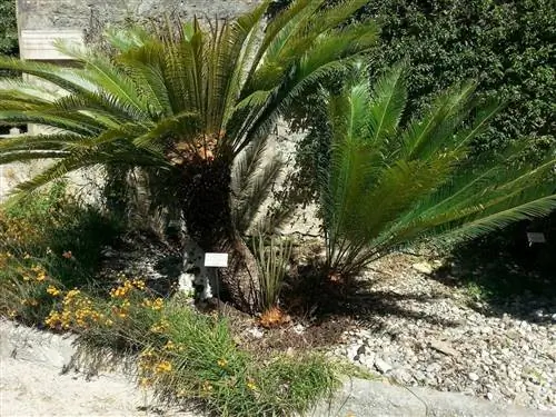 Cycas panzhihuaensis - саговник средних размеров.