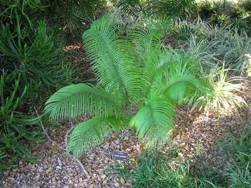 Cycas pectinata - декоративное растение.
