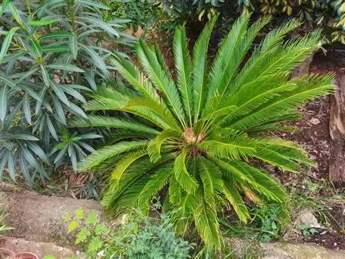 Cycas revoluta - самый распространенный вид