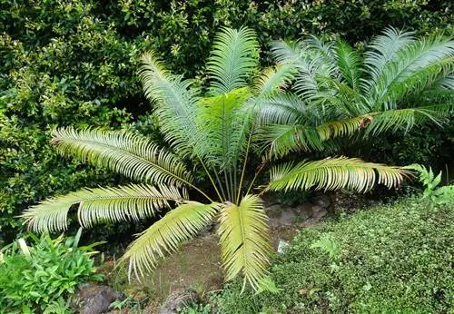 Основные виды Cycas