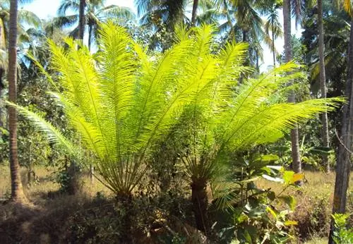Cycas circinalis - долгоживущий вид.