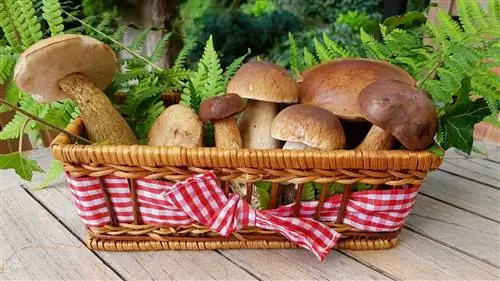 Отношения между грибами и людьми