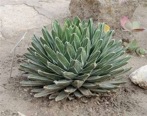 Agave victoriae-reginae - суккулент, растущий на открытом воздухе.
