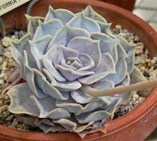 Echeveria lilacina - суккулент, устойчивый к прямому солнцу.