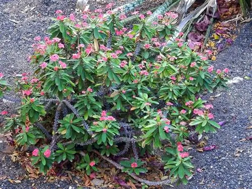 Молочай миллии - суккулент, устойчивый к солнцу.