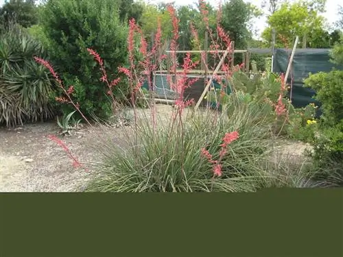 Hesperaloe parviflora - суккулентное уличное растение.