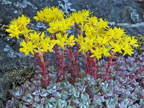 Есть много суккулентов, которые можно выращивать на открытом воздухе.